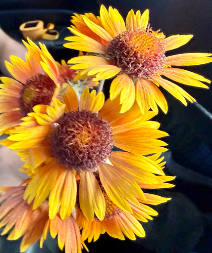 great blanketflower