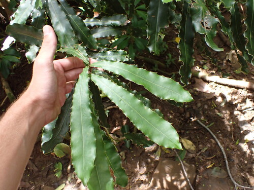 Macadamia integrifolia observed 2026-07-13