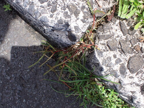 Phyllanthus urinaria observed 2026-07-13