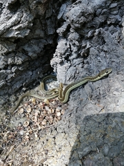 Thamnophis errans