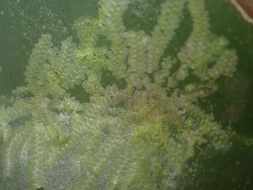Cololejeunea planissima observed 2026-07-13