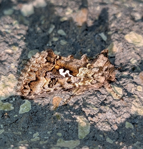 Hooked Silver Υ Moth photo 2