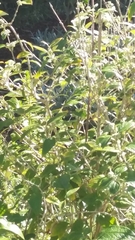 Brachylaena discolor