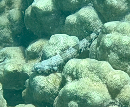 Synodus binotatus observed 2026-07-08