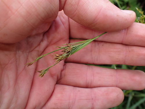 Rhynchospora, 2026-07-13