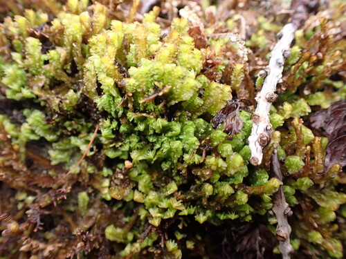 Cuspidatula robusta observed 2026-07-13
