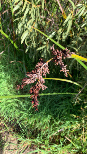Lepidosperma gladiatum, photograph 5