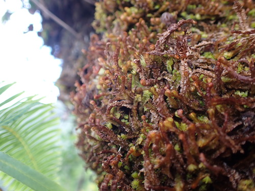 Cuspidatula robusta observed 2026-07-13