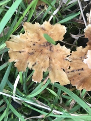 Podoscypha petalodes