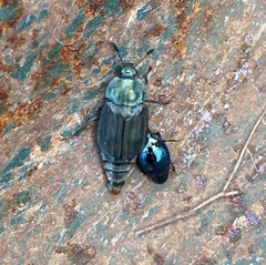 Thanatophilus micans