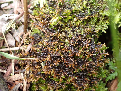 Frullania apiculata observed 2026-07-13