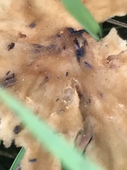 Podoscypha petalodes