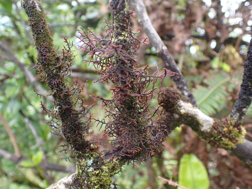 Frullania apiculata observed 2026-07-13