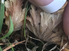 Podoscypha petalodes