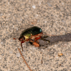 Anomala russiventris