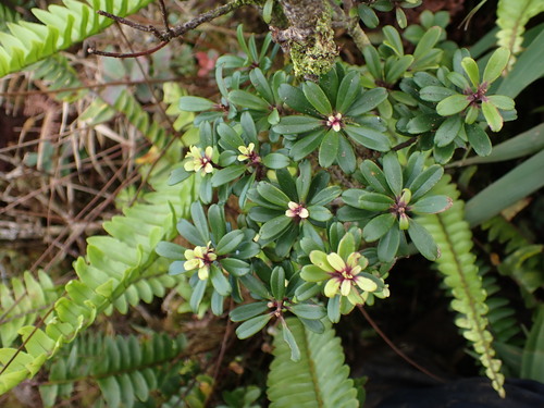 Myrsine sandwicensis observed 2026-07-13