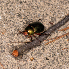 Anomala russiventris