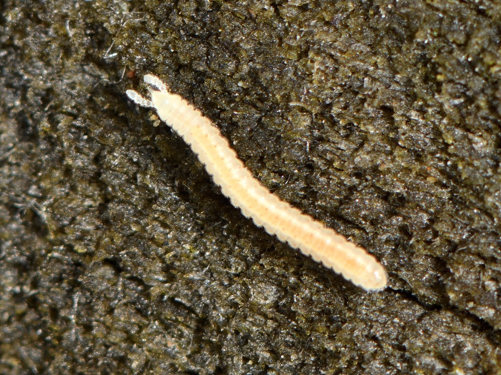 Siphonophora zelandica
