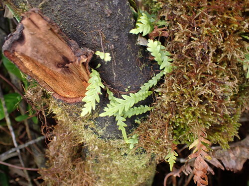 Adenophorus pinnatifidus observed 2026-07-13