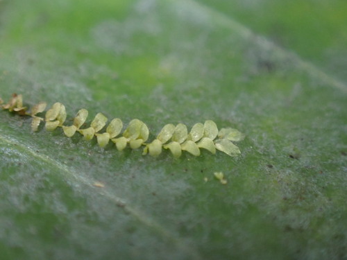 Cololejeunea ceatocarpa observed 2026-07-13