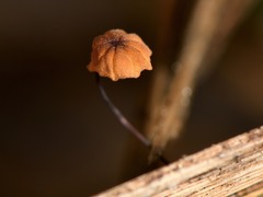 Cryptomarasmius