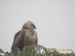 Buteo rufinus