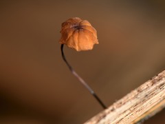 Cryptomarasmius
