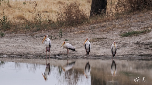 iNaturalist image