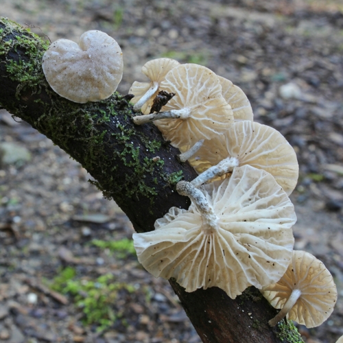 Marasmiellus virgatocutis image
