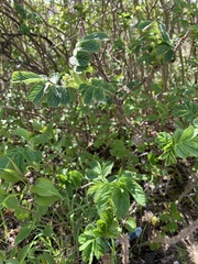 Rosa rugosa