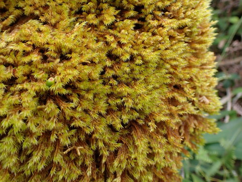 Acroporium fuscoflavum observed 2026-07-13