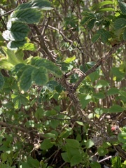 Rosa rugosa