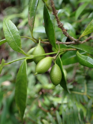 Alyxia stellata observed 2026-07-13
