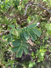 Rosa rugosa
