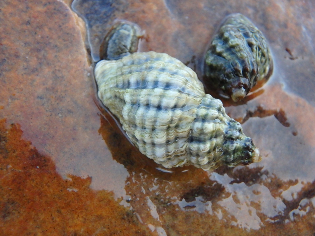 Bedeva vinosa
