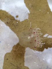 Polyorchis penicillatus