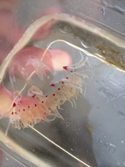 Polyorchis penicillatus