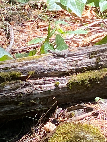 iNaturalist observation photo of Western Fence Lizard