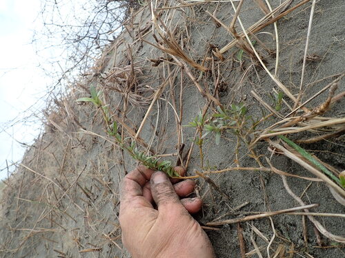 Coprosma kirkii