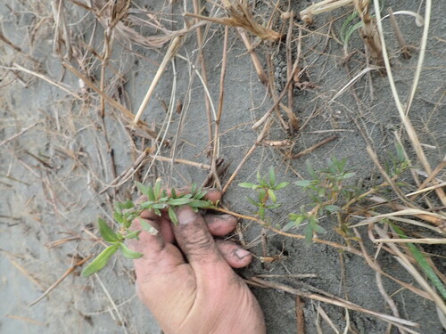 Coprosma × kirkii, photograph 1