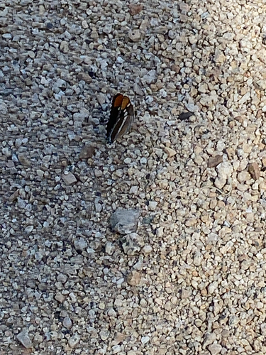 iNaturalist observation photo of California Sister