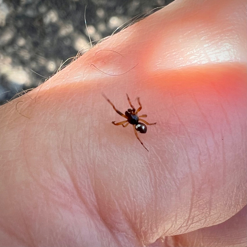 Humped Trashline Orbweaver
