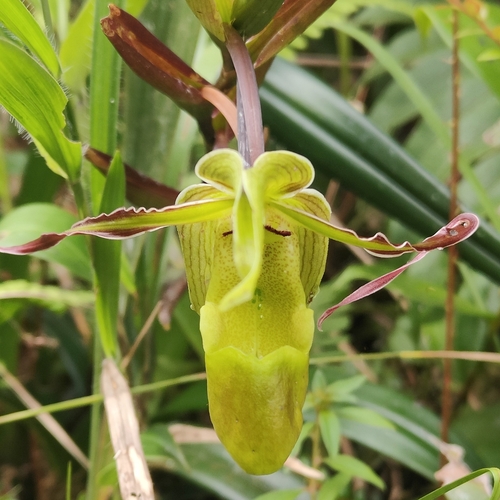 Phragmipedium longifolium, photograph 5
