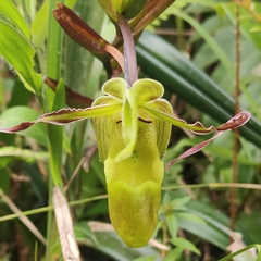 Phragmipedium longifolium, photograph (c) Yannick Pochon, some rights reserved (CC BY)