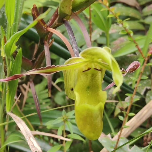 Phragmipedium longifolium, photograph 6