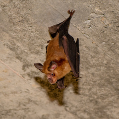 Rhinolophus sinicus