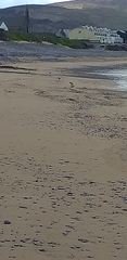 Limosa