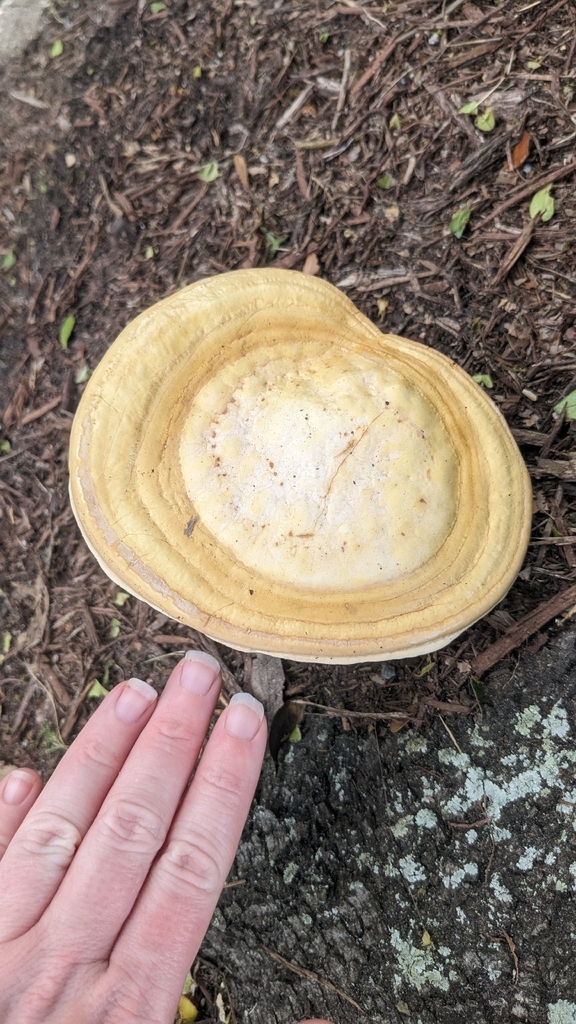 golden reishi · July 2026 · photo: Photo: no rights reserved · iNaturalist