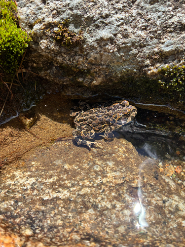 iNaturalist observation photo of Yosemite Toad