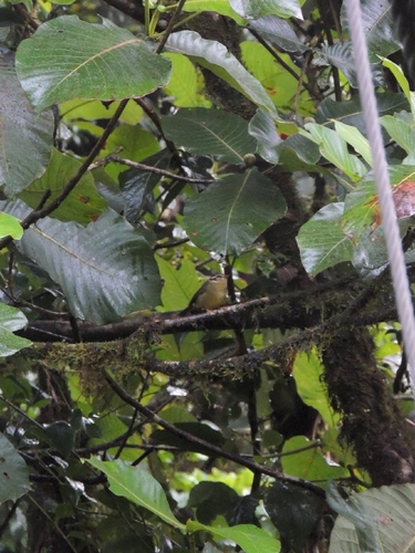 Black-eared Warbler (Basileuterus melanotis), photo 10
